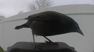 common grackle