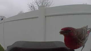house finch