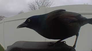 common grackle
