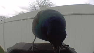 common grackle