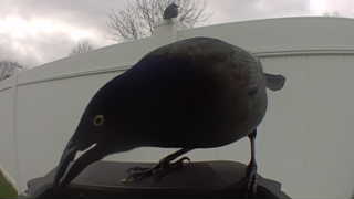 common grackle