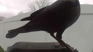 jackdaw