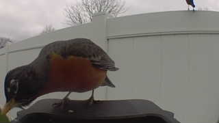 american robin