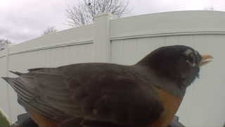 american robin