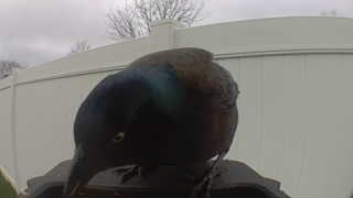 common grackle