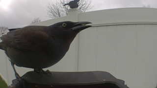 common grackle