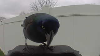 common grackle