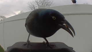 common grackle