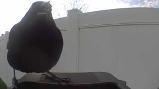 common grackle