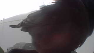american robin