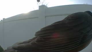 american robin