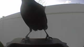 american robin