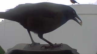 american crow