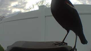 red-winged blackbird