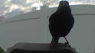 common grackle