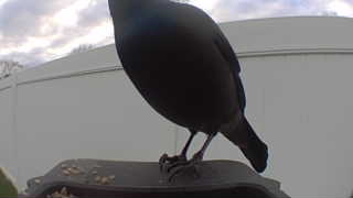 common grackle
