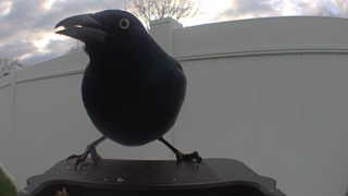 american crow