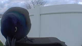 common grackle