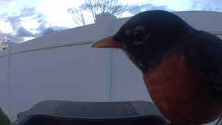 american robin