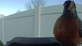 american robin