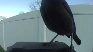 common grackle