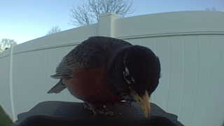 american robin
