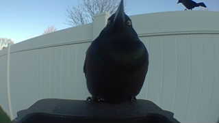 american crow