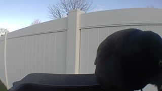 american crow
