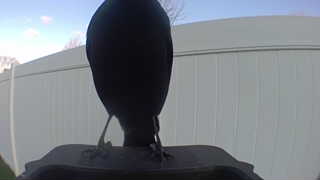 european starling