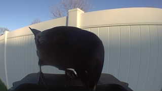 american crow