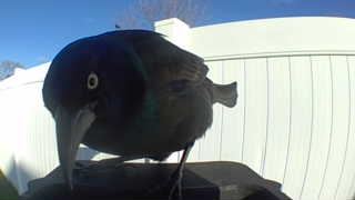 common grackle