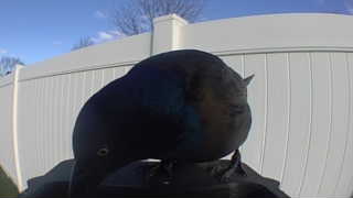 common grackle