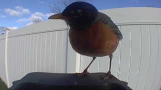 american robin