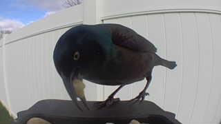common grackle
