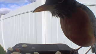 american robin