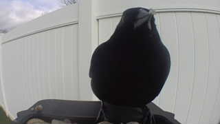 american crow