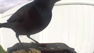 common grackle
