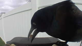 common grackle