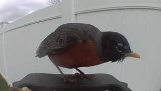 american robin