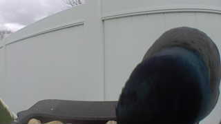 mallard
