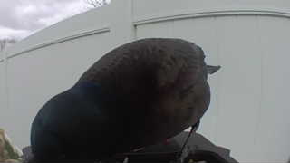 common grackle