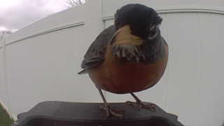 american robin
