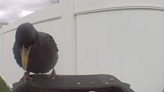 european starling