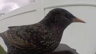 european starling
