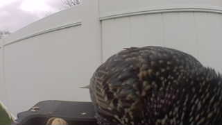 european starling