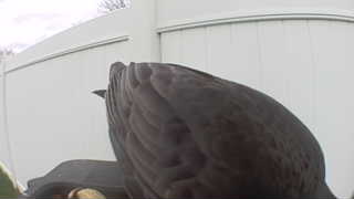 common grackle