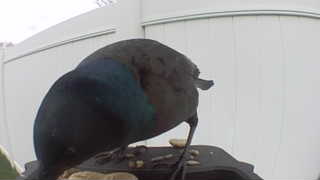 common grackle
