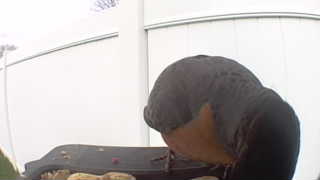 rock pigeon