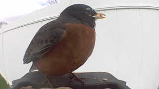 american robin