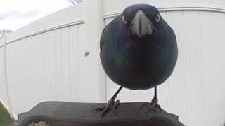 common grackle